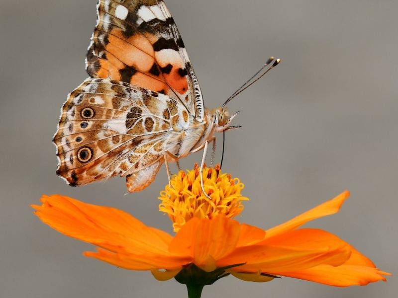 Fotoet viser en sommerfugl, der suger nektar fra en orange blomst